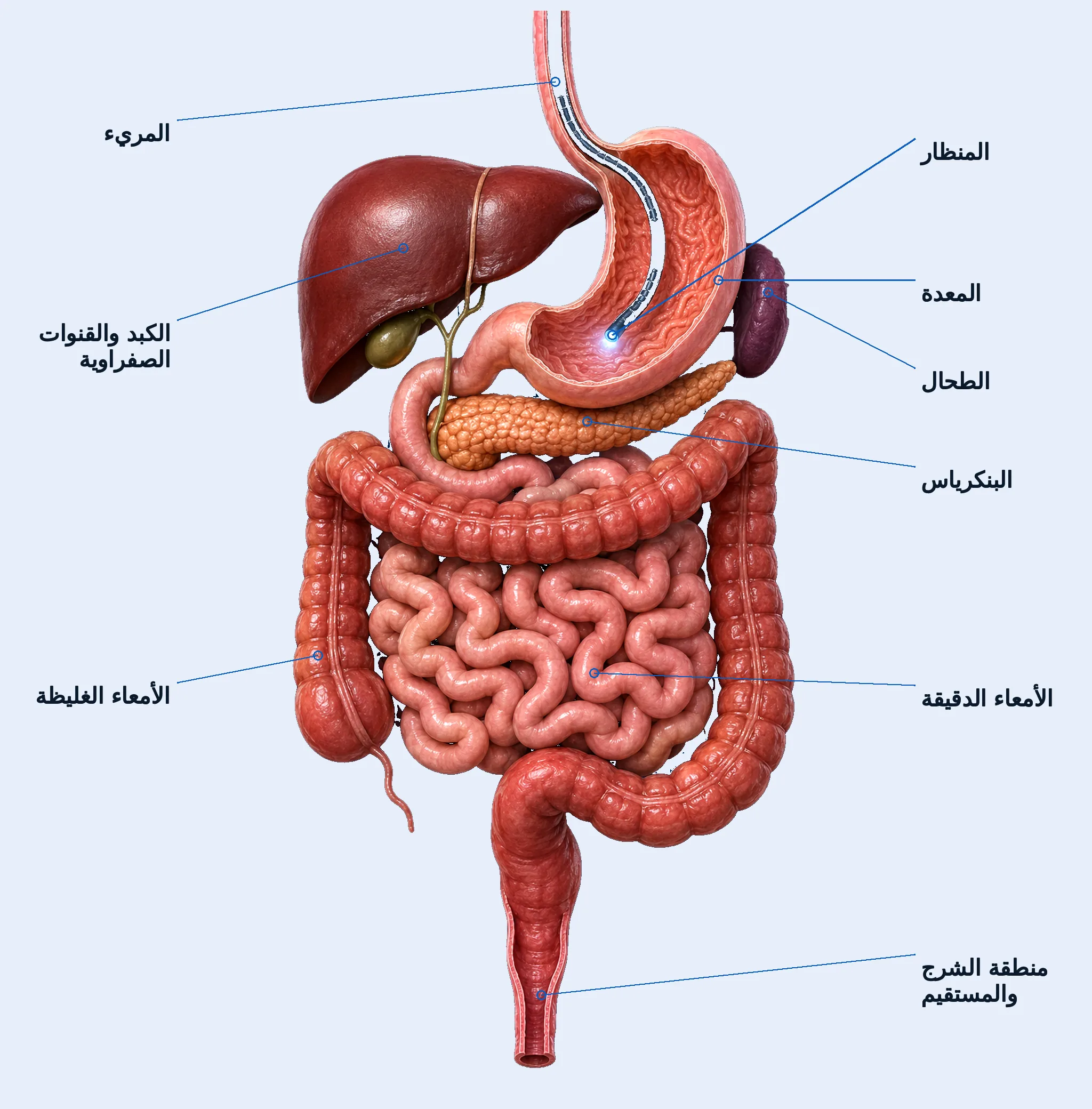 الجهاز الهضمي من الأمام على خلفية كحلية داكنة. المريء ينزل من الأعلى إلى المعدة، ويمر فيه منظار يضيء داخل المعدة من طرفه. على اليسار الكبد عضوًا واحدًا أحمر داكنًا وعند حافته السفلى المرارة الخضراء؛ وفي الوسط المعدة مقطوعة ليظهر داخلها؛ وإلى يمين المعدة من الأعلى، خلفها، طحال صغير بنفسجي. وتحت المعدة يمتد البنكرياس عرضًا. وأسفل منه يحيط القولون بلفّات الأمعاء الدقيقة من ثلاث جهات؛ الزائدة الدودية في الأسفل إلى اليسار، والمستقيم والشرج في الأسفل. التسميات: المريء، المنظار، الكبد والقنوات الصفراوية، المعدة، الطحال، البنكرياس، القولون، الأمعاء الدقيقة، المنطقة الشرجية المستقيمية.