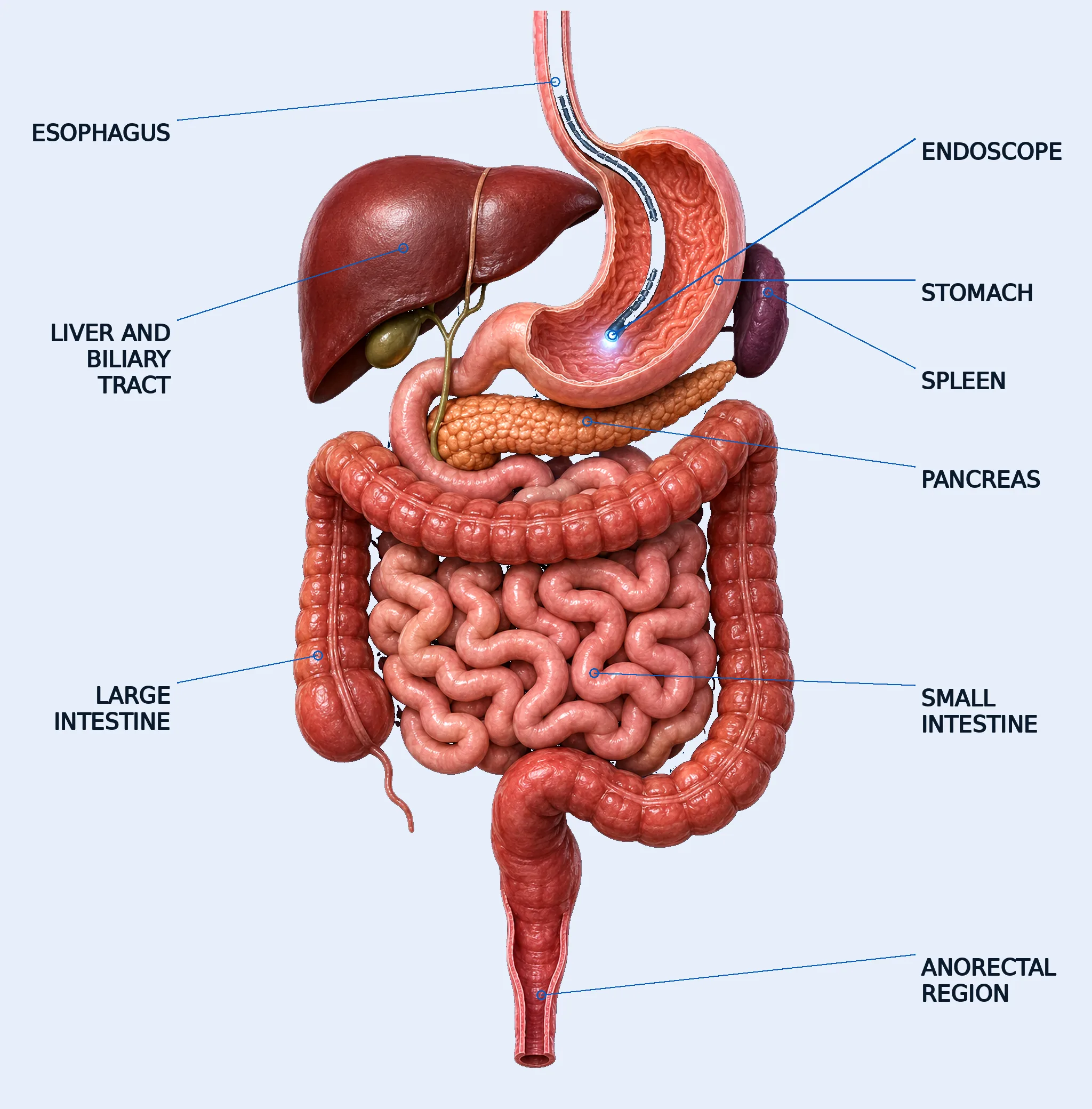 The digestive system seen from the front, on a dark navy ground. The oesophagus runs down from the top into the stomach; an endoscope passing through it lights the inside of the stomach at its tip. The liver is on the left as one dark red organ with the green gallbladder at its lower edge; the stomach is in the centre, cut open so the lining shows; the small purple spleen sits at the stomach’s upper right, tucked behind it. The orange pancreas lies across below the stomach. Beneath that the large bowel frames the coils of the small bowel on three sides; the appendix is at the lower left, the rectum and anus at the bottom. Labels: oesophagus, endoscope, liver and biliary tract, stomach, spleen, pancreas, large bowel, small bowel, anorectal region.